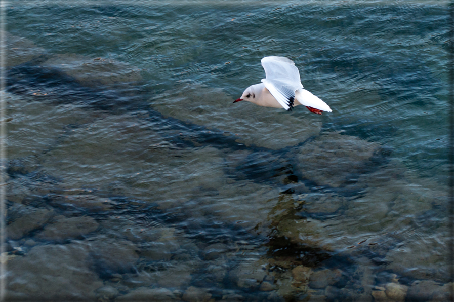 foto Lungo il Fiume Brenta